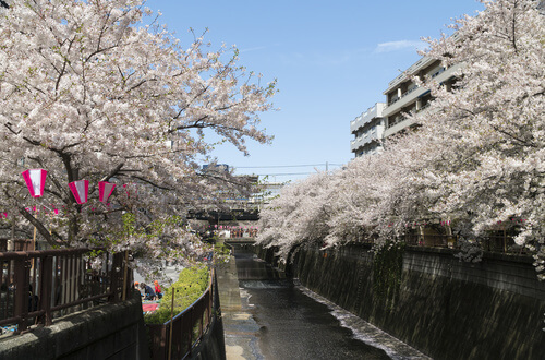目黒川の桜の写真